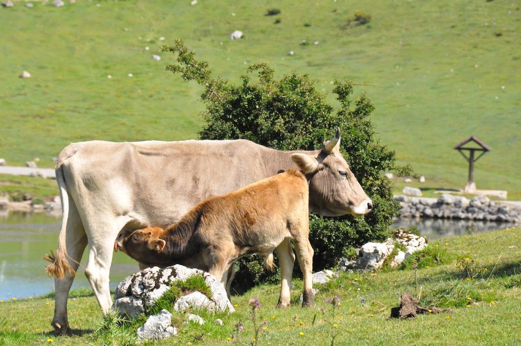 Casa Rural La Riba Sames Esterno foto