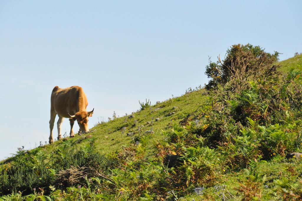Casa Rural La Riba Sames Esterno foto